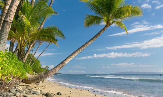 娱乐吃瓜酱椰树,娱乐吃瓜酱椰树,带你领略热带风情